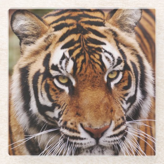 ベンガルトラ, Panthera tigris ガラスコースター (正面)