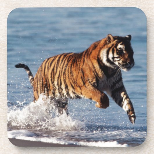 ベンガルトラ (Panthera Tigris) コースター (正面)