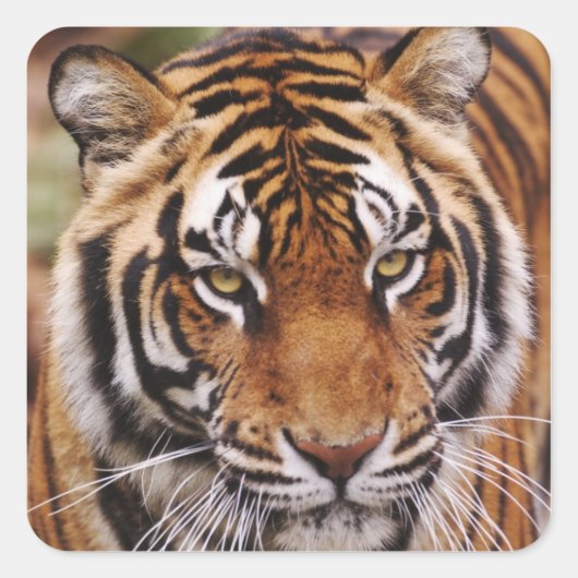 ベンガルトラ, Panthera tigris スクエアシール (正面)