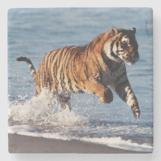 ベンガルトラ (Panthera Tigris) ストーンコースター (正面)