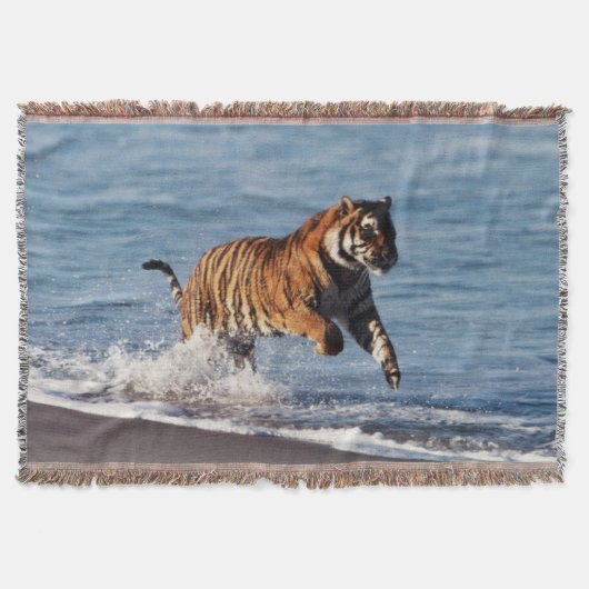 ベンガルトラ (Panthera Tigris) スローブランケット (正面)