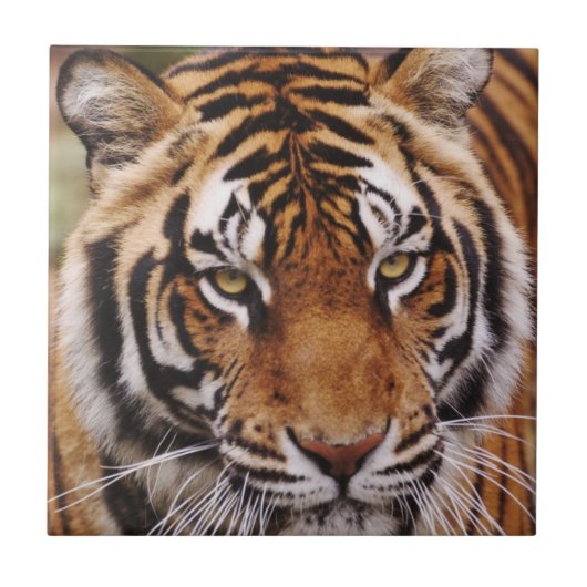 ベンガルトラ, Panthera tigris タイル (正面)