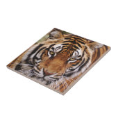 ベンガルトラ, Panthera tigris タイル (側面)