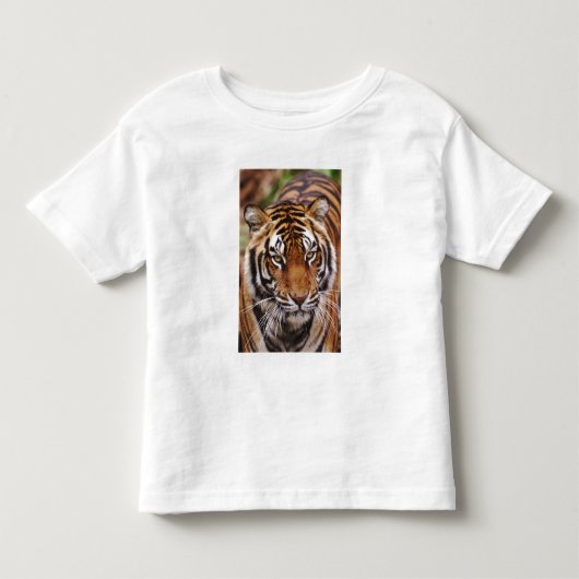 ベンガルトラ, Panthera tigris トドラーTシャツ (正面)