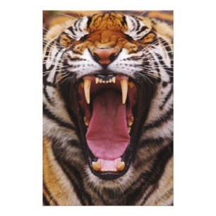 ベンガルトラ, Panthera tigris フォトプリント