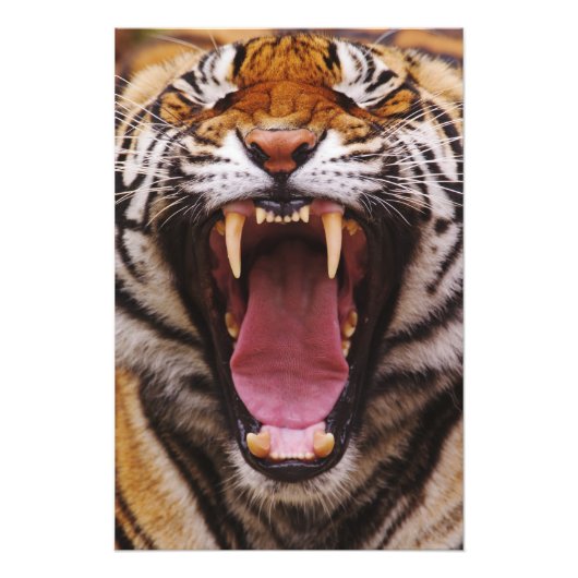ベンガルトラ, Panthera tigris フォトプリント (正面)