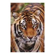 ベンガルトラ, Panthera tigris
