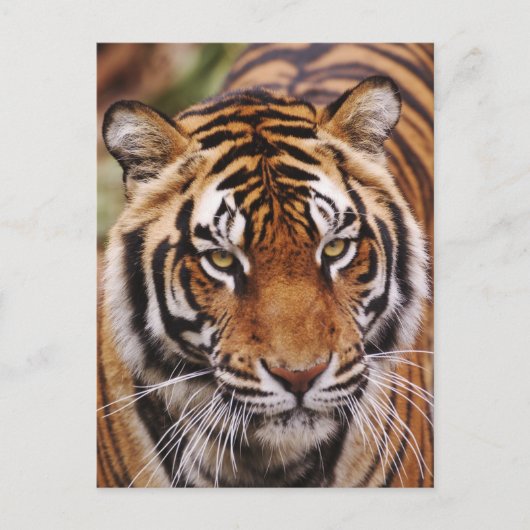 ベンガルトラ, Panthera tigris ポストカード (正面)