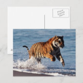ベンガルトラ (Panthera Tigris) ポストカード (正面/裏面)