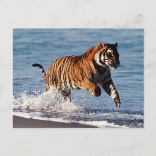 ベンガルトラ (Panthera Tigris) ポストカード (正面)