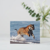 ベンガルトラ (Panthera Tigris) ポストカード (スタンド正面)
