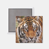 ベンガルトラ, Panthera tigris マグネット (正面/裏面)