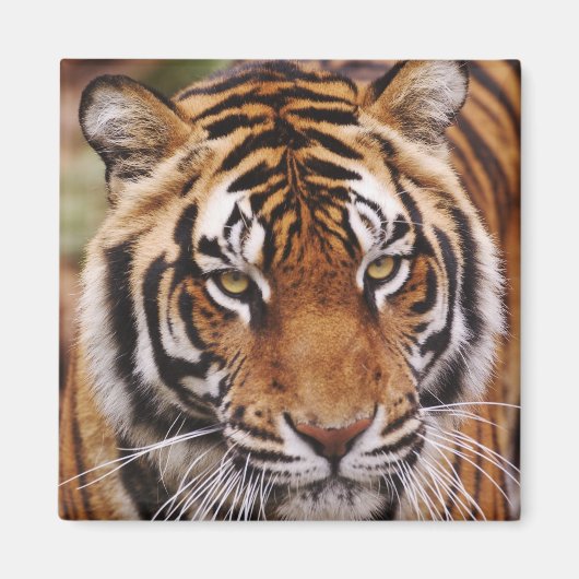 ベンガルトラ, Panthera tigris マグネット (正面)