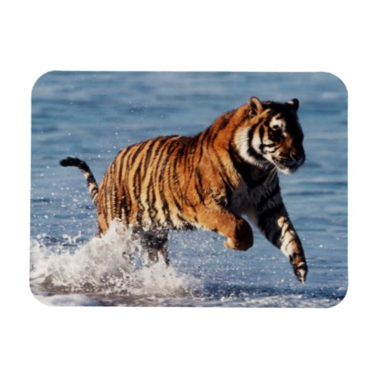 ベンガルトラ (Panthera Tigris) マグネット (横)