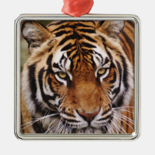 ベンガルトラ, Panthera tigris メタルオーナメント