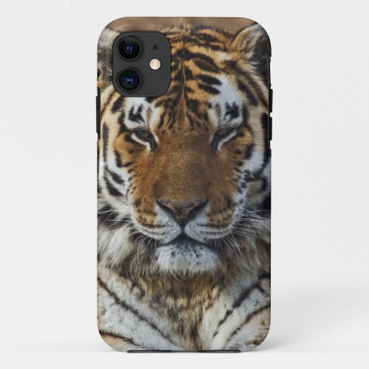 ベンガルトラ, Panthera tigris, ルイビル動物園, Case-Mate iPhoneケース (裏面)