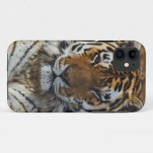 ベンガルトラ, Panthera tigris, ルイビル動物園, Case-Mate iPhoneケース (裏面(横))