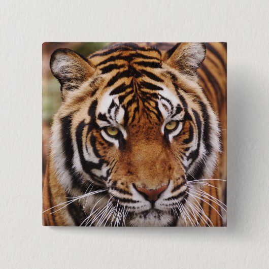 ベンガルトラ, Panthera tigris 缶バッジ (正面)