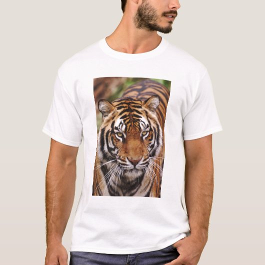 ベンガルトラ, Panthera tigris Tシャツ (正面)