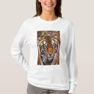 ベンガルトラ, Panthera tigris Tシャツ