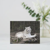 ベンガルリラックスホワイトタイガー写真 ポストカード (スタンド正面)