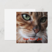 ベンガル猫の写真 ヴァレンタインデーのカード シーズンカード (正面/裏面)