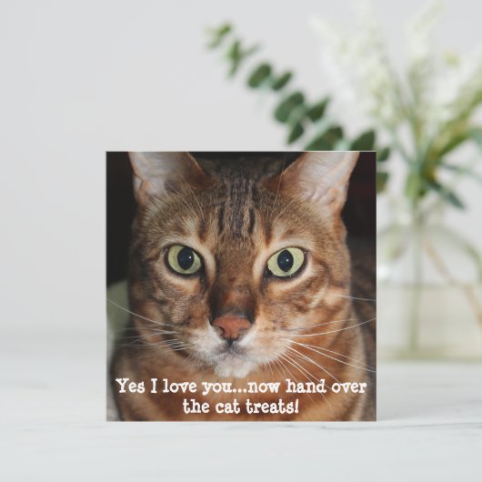 ベンガル猫の顔の写真　「はい、愛してる・・・」 シーズンカード (スタンド正面)