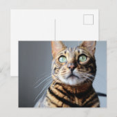 ベンガル猫はがき ポストカード (正面/裏面)