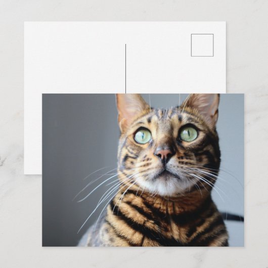 ベンガル猫はがき ポストカード (正面/裏面)