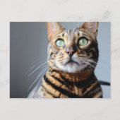 ベンガル猫はがき ポストカード (正面)