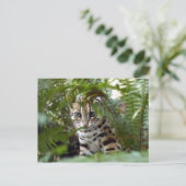 ベンガル猫022 ポストカード (スタンド正面)