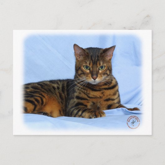 ベンガル猫9W052D-023 ポストカード (正面)