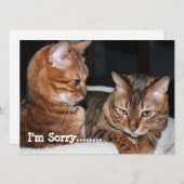 ベンガル猫「ごめんなさい….....」 あいさつ シーズンカード (正面/裏面)