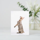 ベンガル猫 ポストカード (スタンド正面)