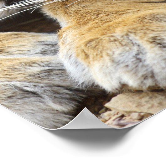 ベンガル王室のタイガーポートレートランタンホール3 ポスター (角)