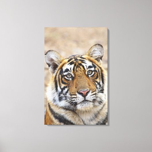 ベンガル王室のタイガーポートレート キャンバスプリント (正面)