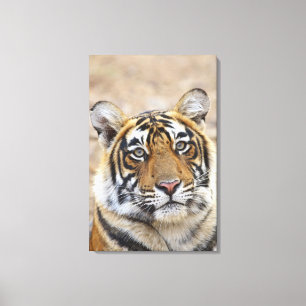 ベンガル王室のタイガーポートレート キャンバスプリント
