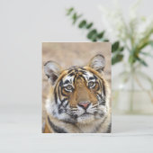 ベンガル王室のタイガーポートレート ポストカード (スタンド正面)