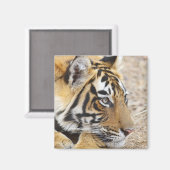 ベンガル王室のタイガーポートレート マグネット (正面/裏面)