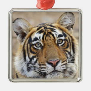 ベンガル王室のタイガーポートレート メタルオーナメント