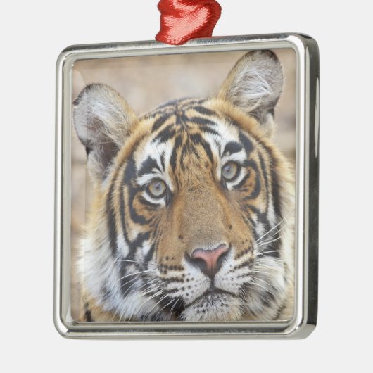 ベンガル王室のタイガーポートレート メタルオーナメント (左)