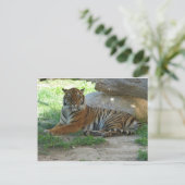 ベンガル王室のタイガー ポストカード (スタンド正面)