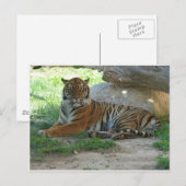 ベンガル王室のタイガー ポストカード (正面/裏面)