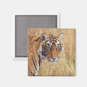 ベンガル王室のトラ マグネット (正面/裏面)