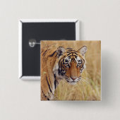 ベンガル王室のトラ 缶バッジ (正面&裏面)