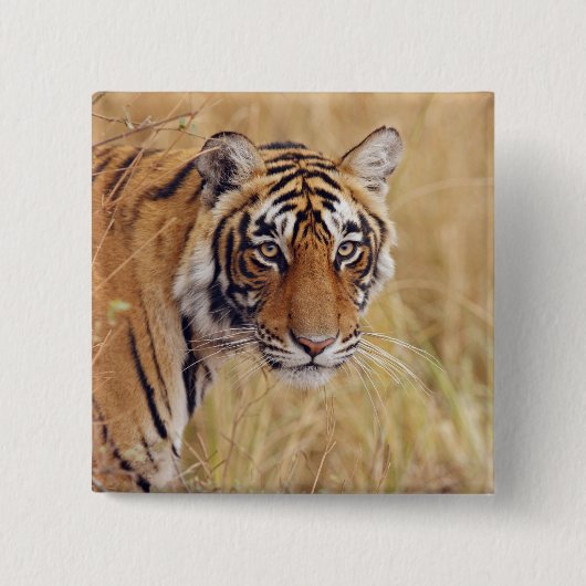 ベンガル王室のトラ 缶バッジ (正面)