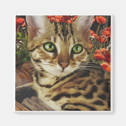 ベンガル磁石 マグネット (正面)