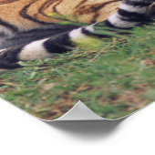 ベンガル遊虎 ポスター (角)