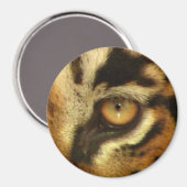 ベンガル・タイガーの目の野生動物大きな猫恋人の写真 マグネット (正面/裏面)