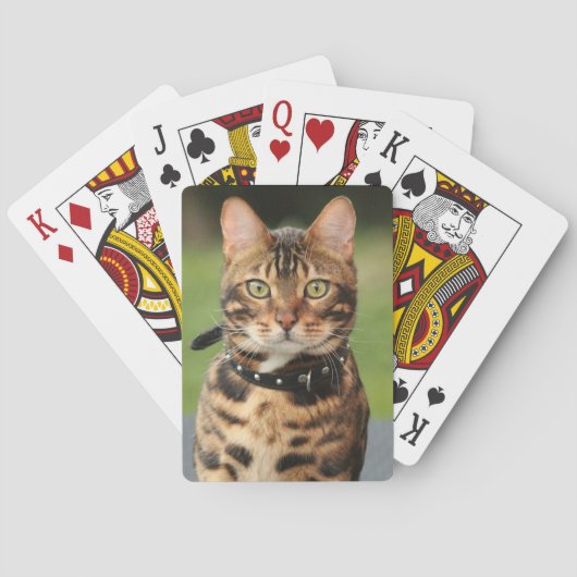 ベンガル・タイガー・キャット トランプ (裏面)